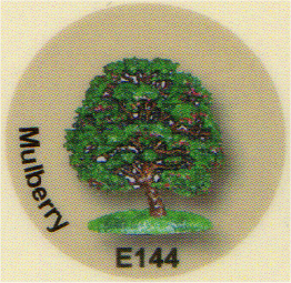 E144 マルベリー（クワの木）