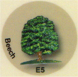 E5 ブナの木