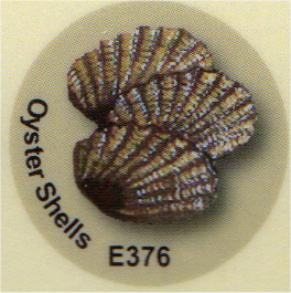 E376 カキの貝殻